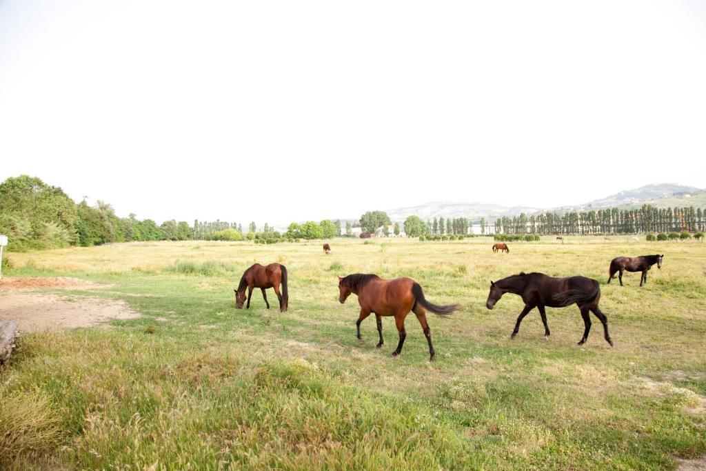 Agriturismo Villa Irelli Castellalto 외부 사진