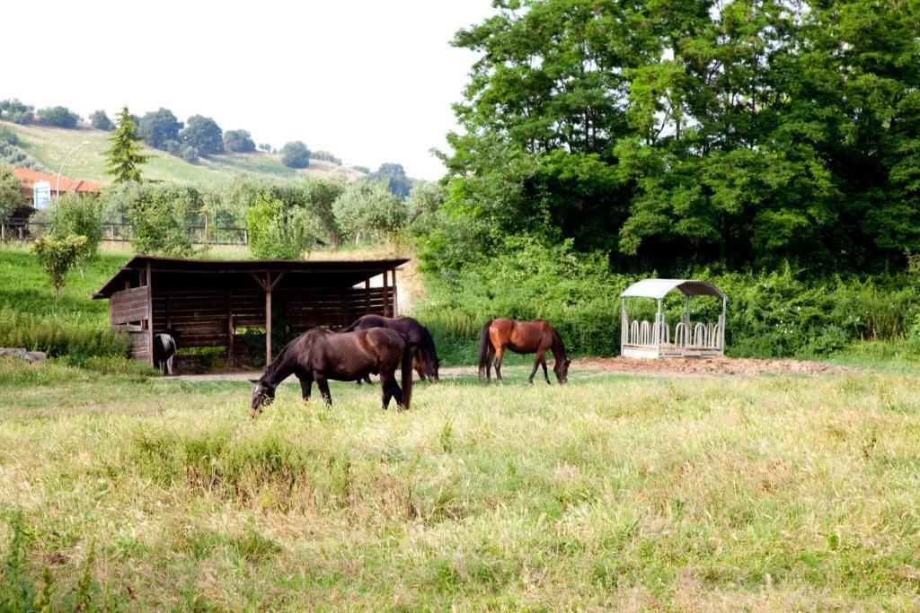 Agriturismo Villa Irelli Castellalto 외부 사진